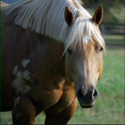 millie june2011a - Copy (2).jpg
